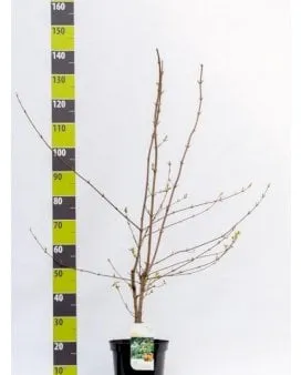 Φράχτης Naur (Acer campestre)
